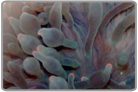 Pink Tip Bubble Anemone